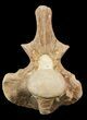 Mosasaur (Platecarpus) Dorsal Vertebrae - Kansas #48774-2